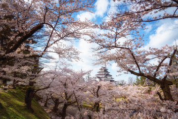 Tsuruga Castle (Aizu castle) surrounded by hundreds of sakura tr