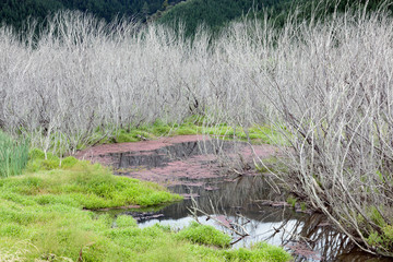 Red Algae and dead trees Para Wetlands