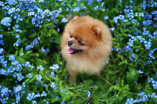 Pomeranian dog on a walk. Dog outdoor. Beautiful dog. Dog in forget-me-not flowers