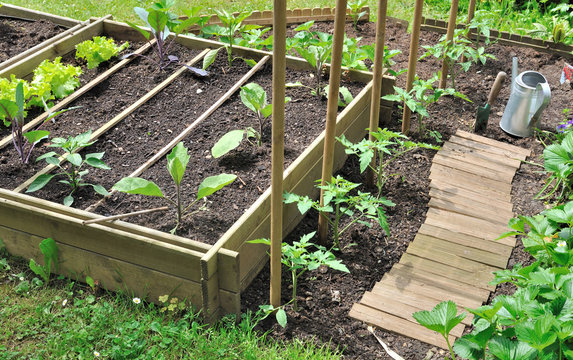 jeunes plants de l&eacute;gumes dans potager avec bac en bois 