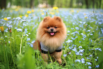 Pomeranian dog on a walk. Dog outdoor. Beautiful dog. Dog in forget-me-not flowers - obrazy, fototapety, plakaty