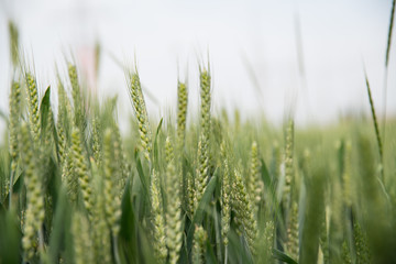 green wheat field