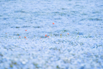Orange flower with nemophila background