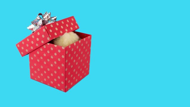 Gift box with cute little chicken, copy space