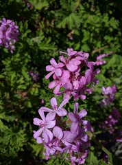 Purple Macro Flower