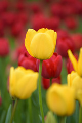 Fototapeta premium Yellow tulips. Colorful tulips in spring season