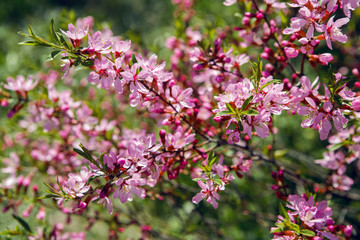 pink blooming ornamental shrub Almonds Low 