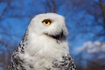 Closeup portrait of a Snowy Owl on Blue sky