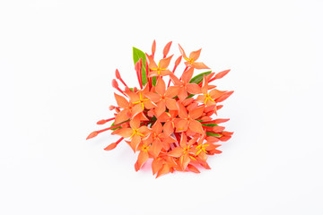 Red flower with white background