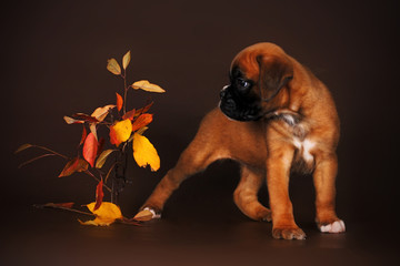 Cute red puppy boxer beside autumn leaves