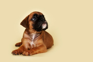 cute red puppy boxer lies and plaintively looks up