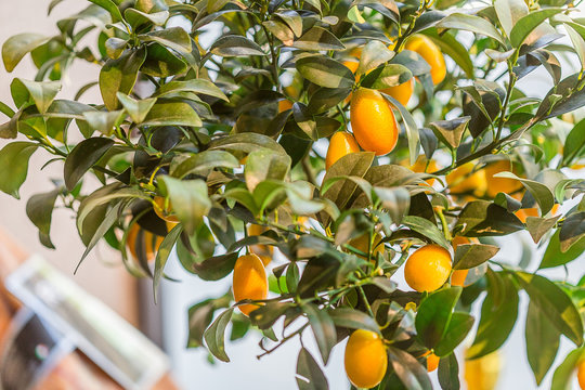 Orange Kumquat on the Tree, Exotic Fruits