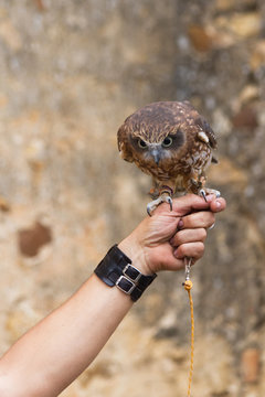 Cernicalo Vulgar ( Falco Tinnunculus ) en la mano de un hombre en una exposicion de cetreria al aire libre