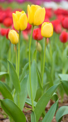 Tulip,Yellow tulips and red tulips in spring season