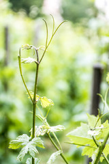 vineyard in spring