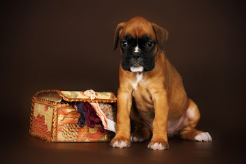 red puppy boxer sitting next to a box of thread