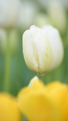 Naklejka premium White tulips. Colorful tulips in spring season