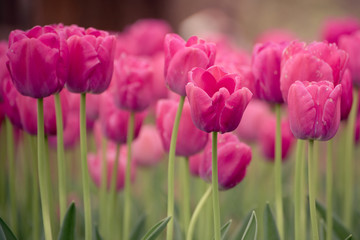 Fototapeta premium Pink tulips. Colorful tulips in spring season