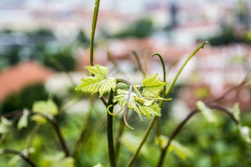 vineyard in spring