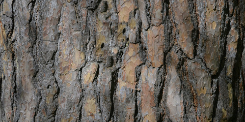 The texture of tree bark . Pine closeup .