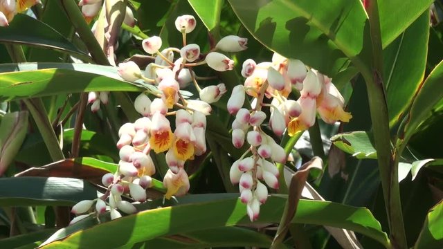 風にゆれる月桃の花