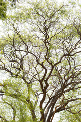 Tree branches with afternoon sunshine.