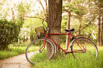 Fototapeta na wymiar Vintage bicycle near tree