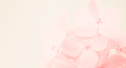 sweet color hydrangea in soft and blur style for natural background

