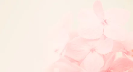 Photo sur Plexiglas Hortensia hortensia de couleur douce dans un style doux et flou pour un fond naturel
