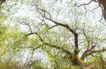Tree branches with afternoon sunshine.