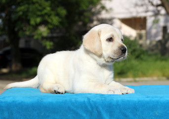 little labrador puppy on a blue background portrait