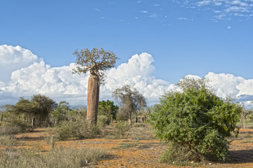 Ifaty, Мадагаскар