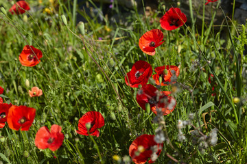 Fototapeta premium poppy field