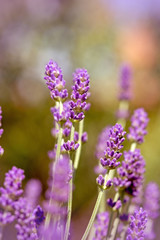 Lavender flowers in garden - lavender buds