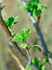 young leaves of raspberry