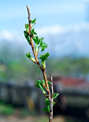 young leaves of raspberry