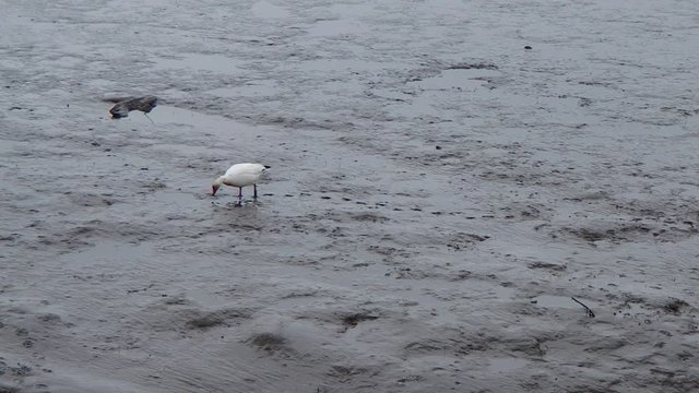 Oies des neiges