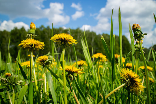 spring field