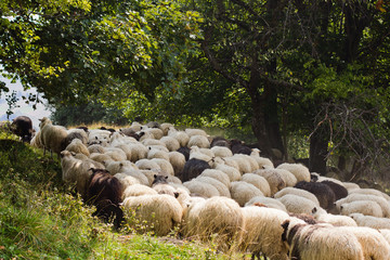 Sheep grazing in clean places in the Carpathian mountains in Ukraine