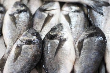 Obraz premium Background of fresh fish prepared for sale