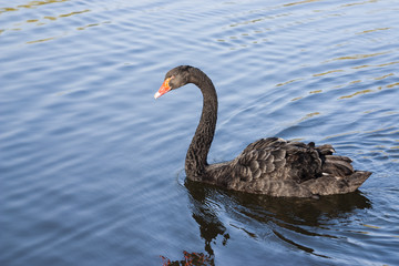 black swan - Cygnus atratus