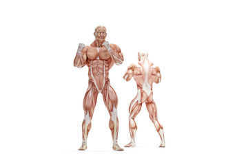 Human muscles anatomy. 3D illustration. Isolated, contains clipp