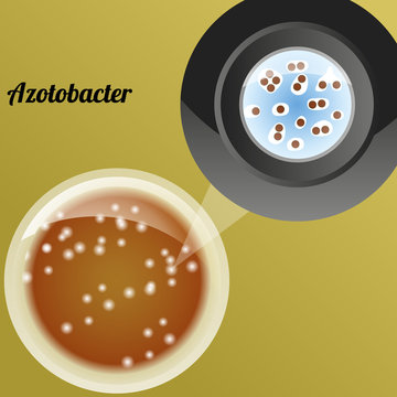 Azotobacter