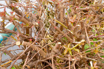 sapling to grow new leaves.