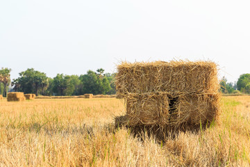 Rice straw bale