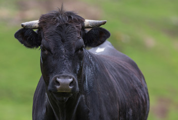 Taureau