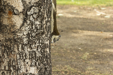 Squirrel eating fruit on a tree at a park.