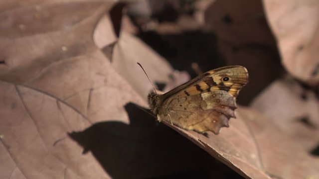 papillon marron sur une feuille en automne