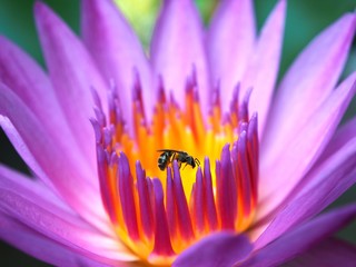 Closeup Lotus flower with bee