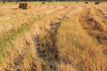 Rice field after harvesting